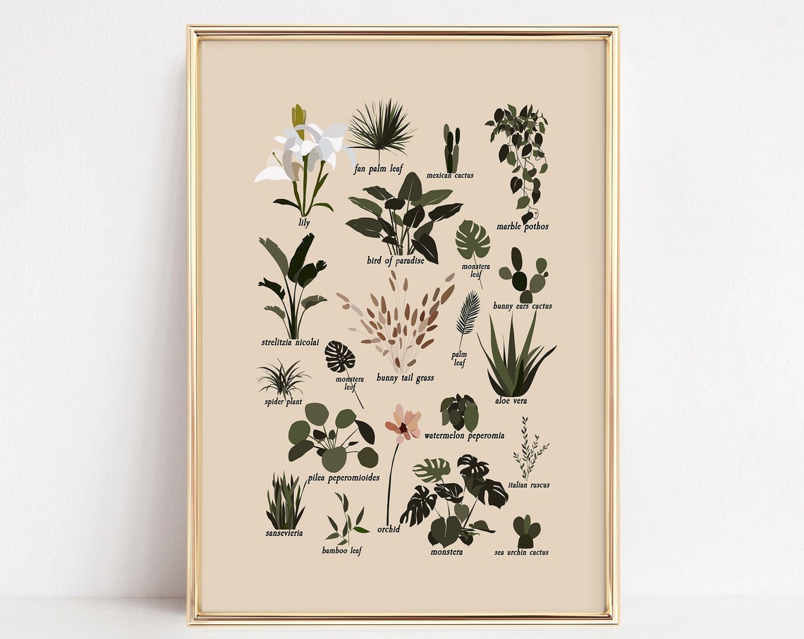 Houseplant Identification Botanical Illustration Chart Wall Art