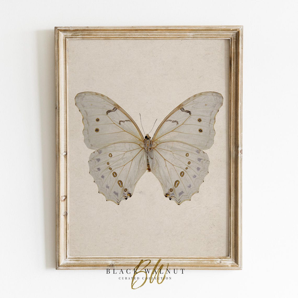 Vintage White Butterfly Scientific Illustration Neutral Insect Poster
