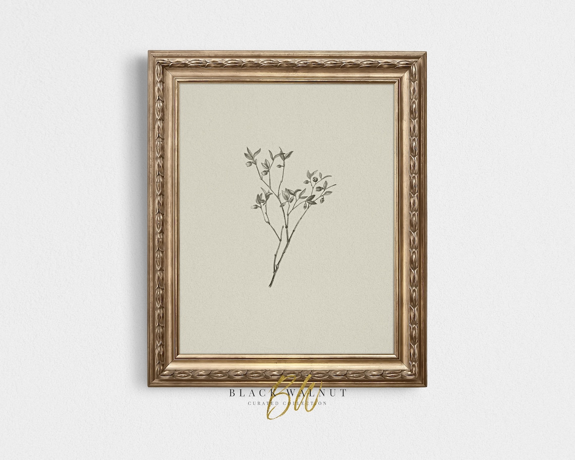 Botanical Sketch Vintage Line Art Art Print