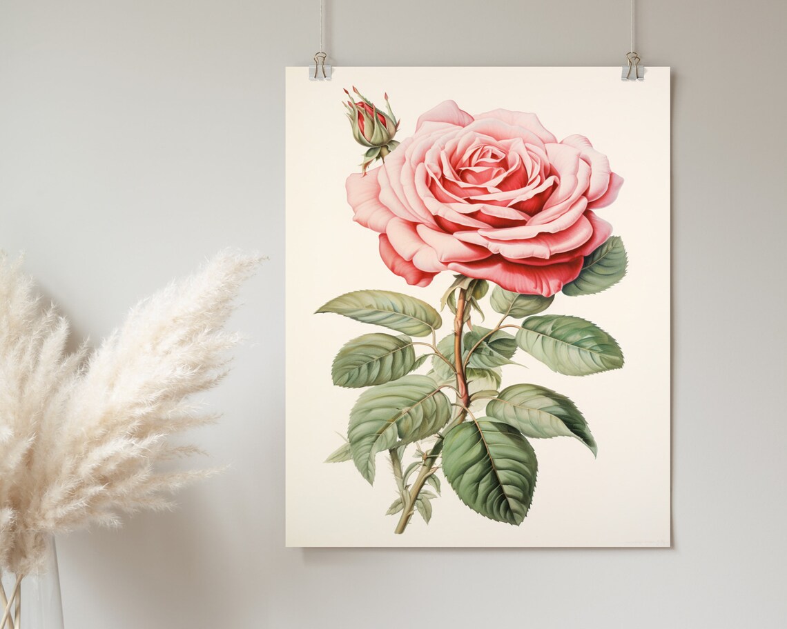 Soft Pink Rose Botanical Vintage Floral Illustration Art Poster - Image 2