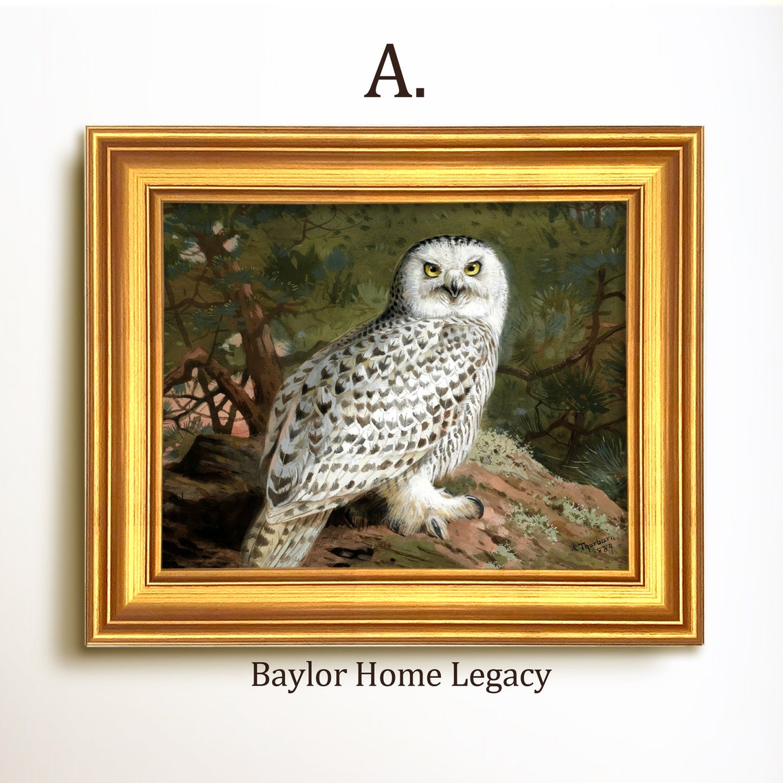 Snowy Owl Perched on Rocky Branch Vintage Bird Wildlife Art Poster - Image 5