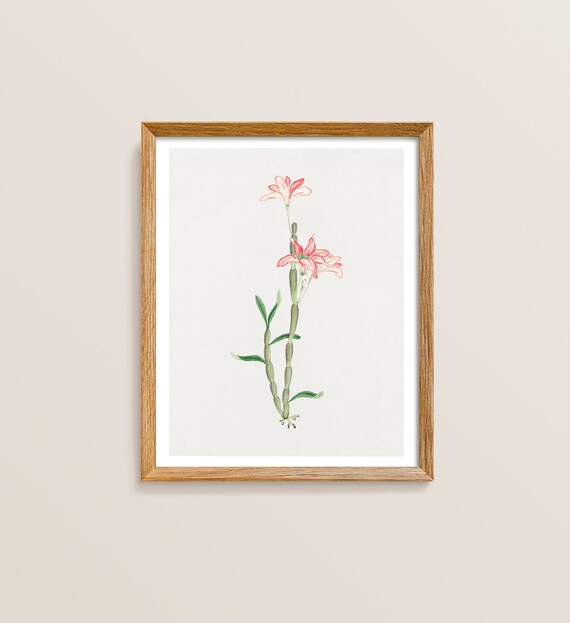 Wall Art Print Japanese Floral Japandi Cottage Core Antique Illustration Minimalist Modern Home Decor Flower