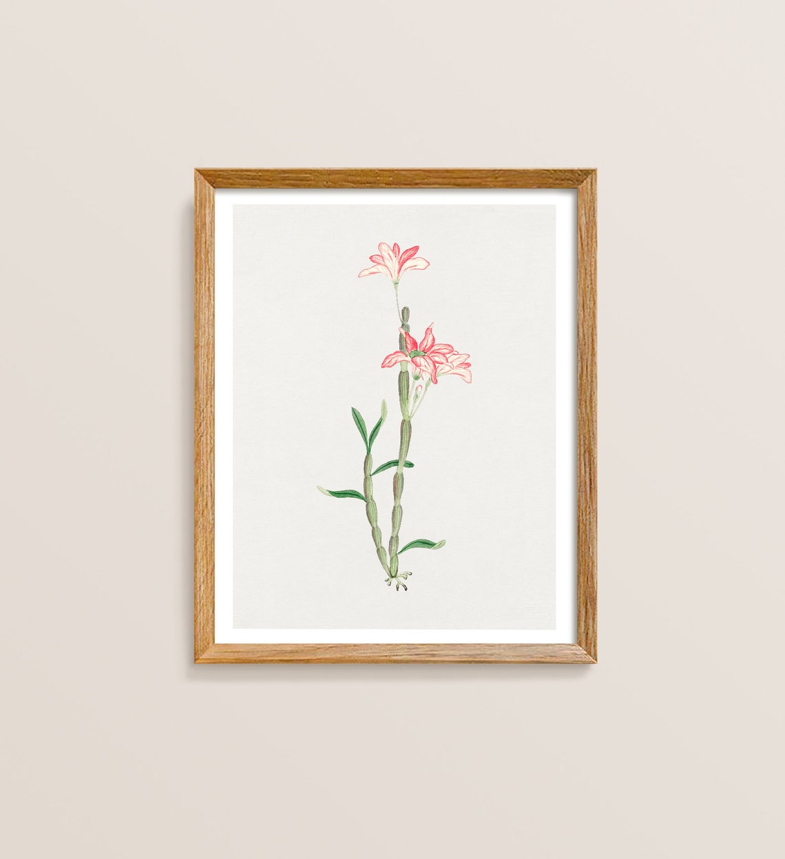 Antique Japanese Botanical Lily Illustration Floral Art Poster