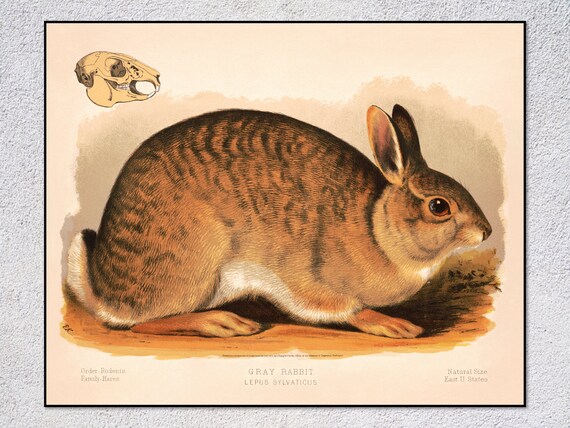 Gray Rabbit Cottontail Vintage Natural History Wildlife Illustration Print