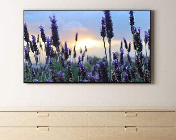Lavender Field at Sunset Tall Purple Blooms Photography Wall Art