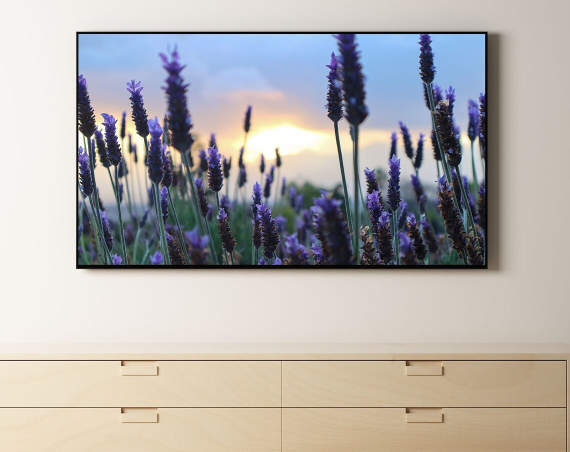 Lavender Field at Sunset Tall Purple Blooms Photography Wall Art