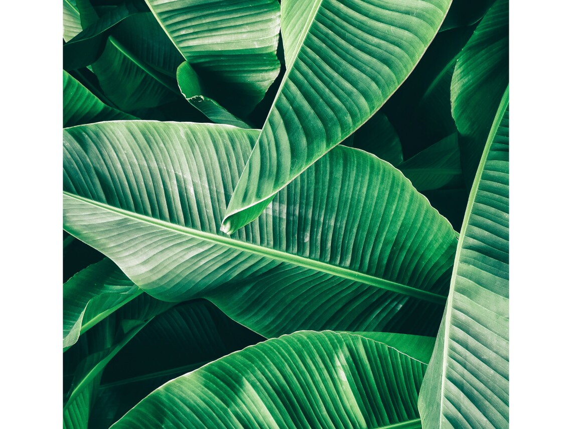 Emerald Green Banana Leaf Botanical Art Print - Image 3