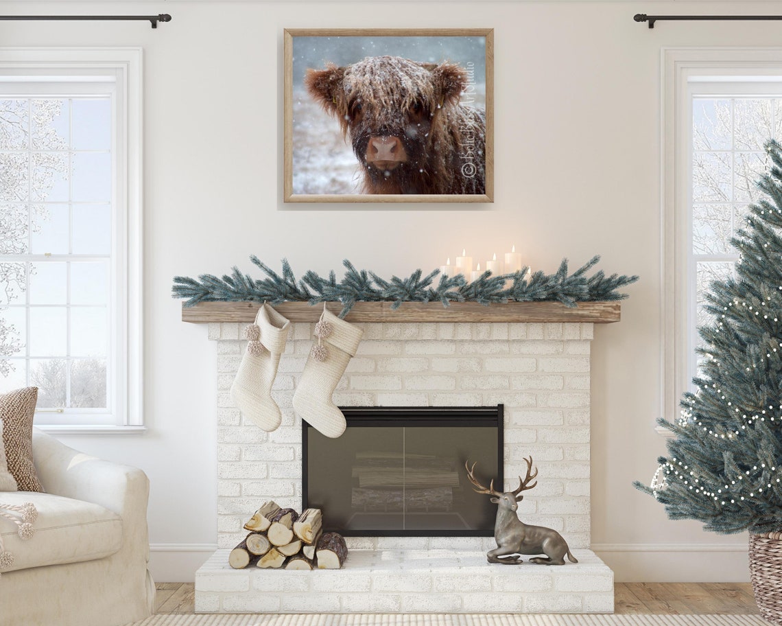 Adorable Scottish Highland Cow Snowy Winter Close Up Photo Art Print - Image 2