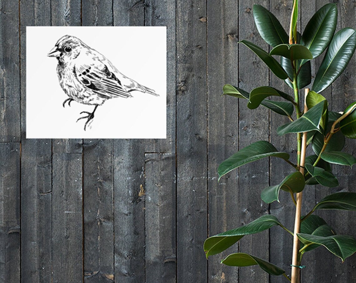 Sparrow Bird Ink Sketch Black White Garden Songbird Line Print - Image 4