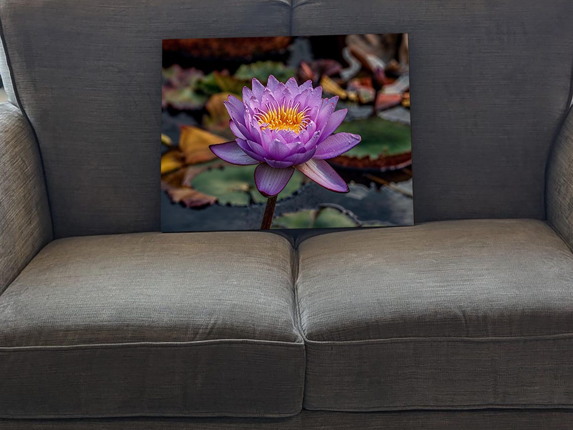 Purple Water Lily Flower Botanical Photography Small Format Art Poster - Image 5