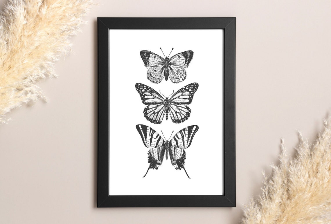 Three Butterfly Engraving Illustrations Vintage Entomology Poster - Image 4