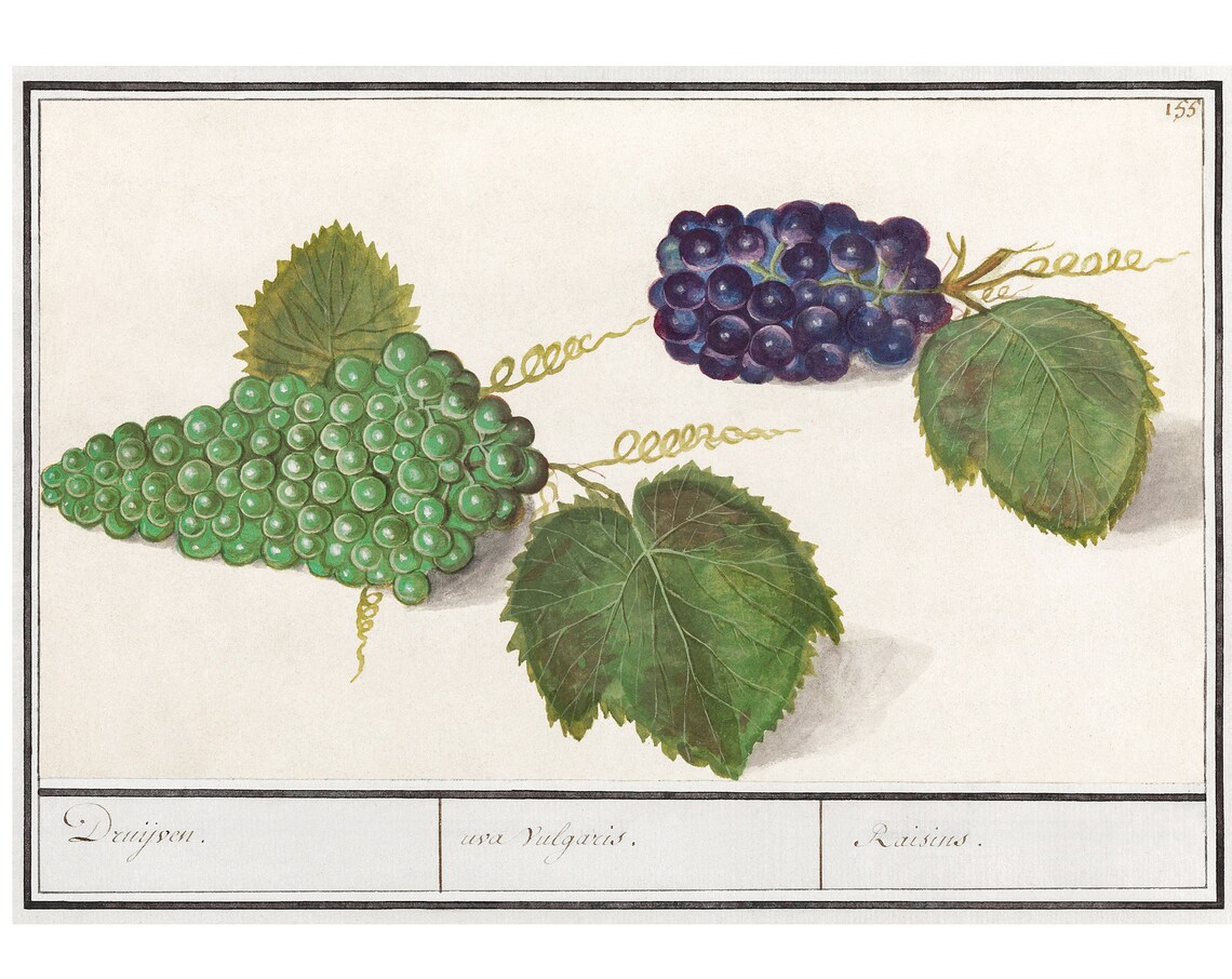 Grape Antique Lithograph, Vintage Botanical Print