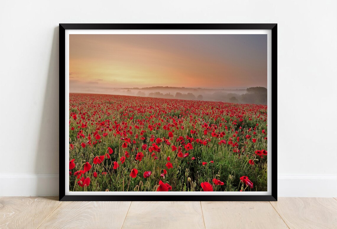 Misty Poppy Field Sunrise Hampshire Red Poppies Golden Sky Poster