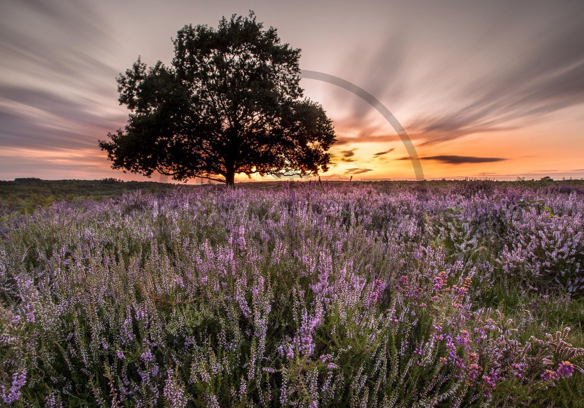 Lone Tree Silhouetted in Purple Heather Field at Sunset Poster - Image 3