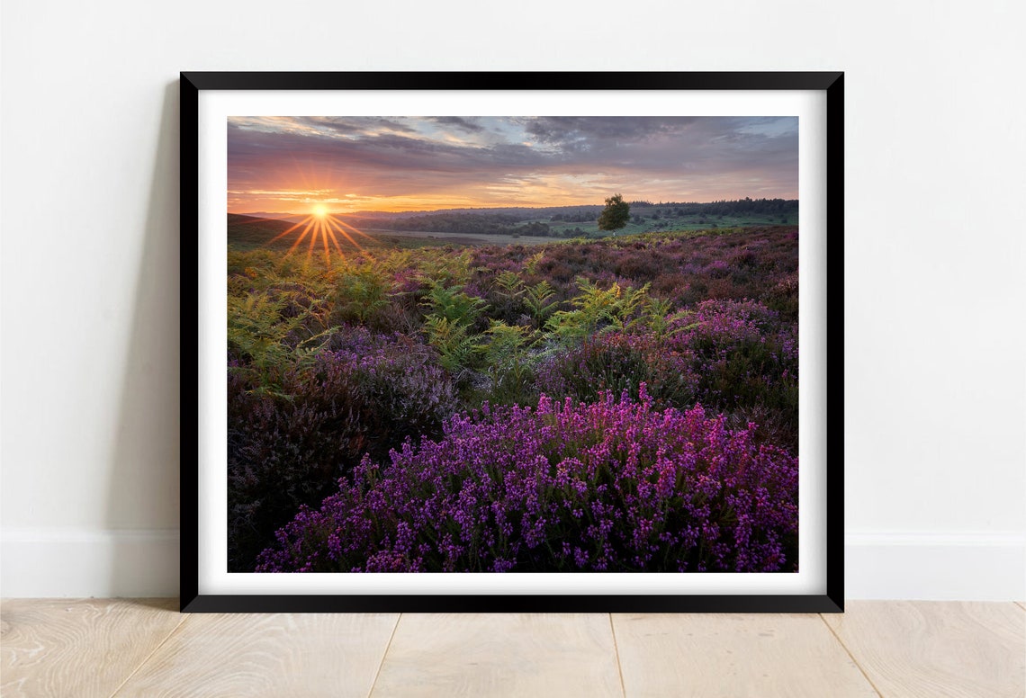 Purple Heather In Bloom On New Forest Moorland At Sunrise Poster