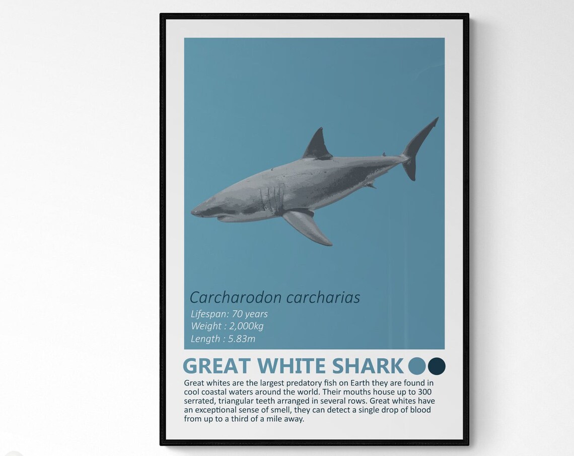 Great White Shark Fact Sheet, Nautical Theme Art Print