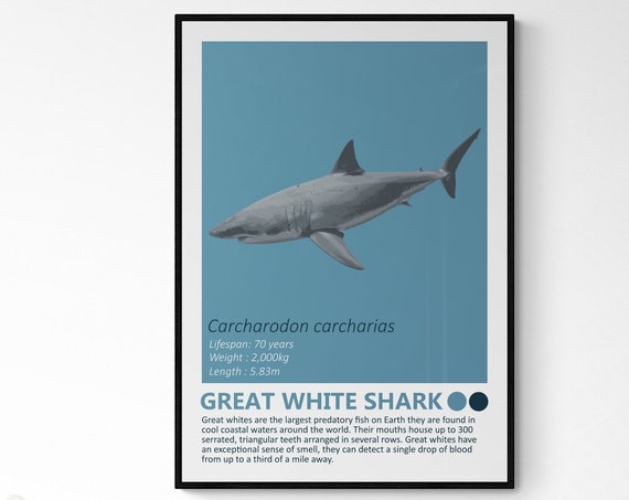 Great White Shark Fact Sheet, Nautical Theme Art Print