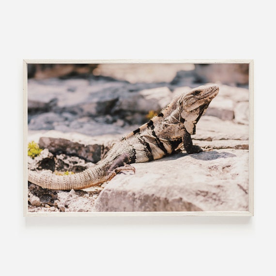 Mexico Iguana Poster Tulum Wildlife Print Lizard Wall Art Jungle Reptile Tulum Mexico Iguana Print Animal Photograph