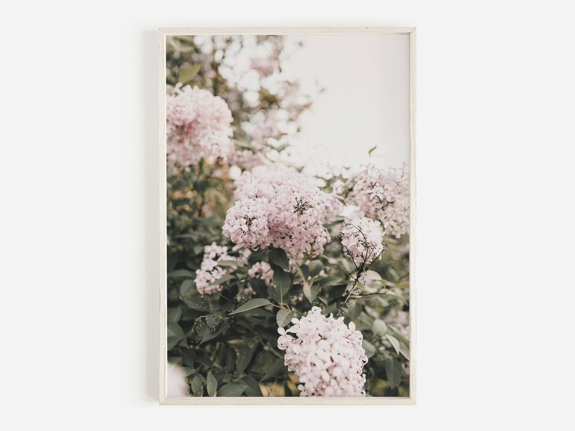 Blush Pink Hydrangea Blooms Garden Soft Light Floral Photo Poster