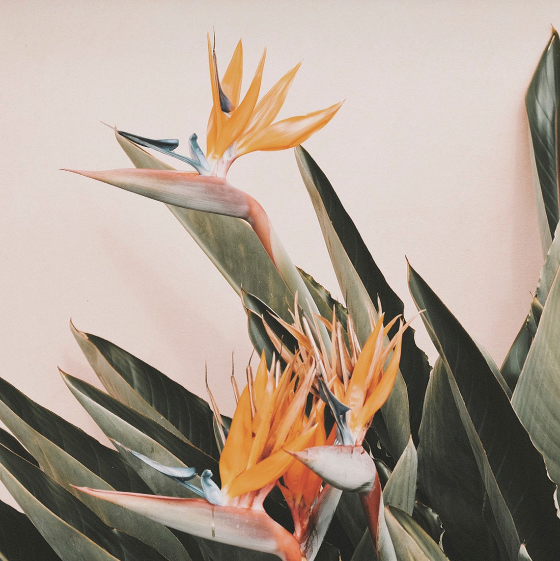Birds Of Paradise Art For Tv Tropical Tv Decor Botanical Plant Photo Birds Of Paradise Photo Botanical Print Summer Tv Art Tv - Image 2