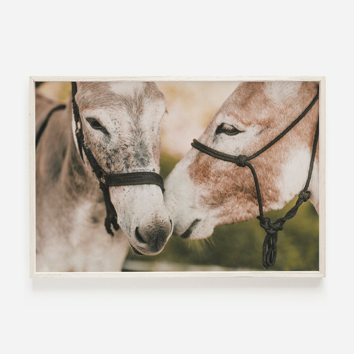Two Mexican Burros Close Up Donkey Portrait Rustic Farm Photo Poster