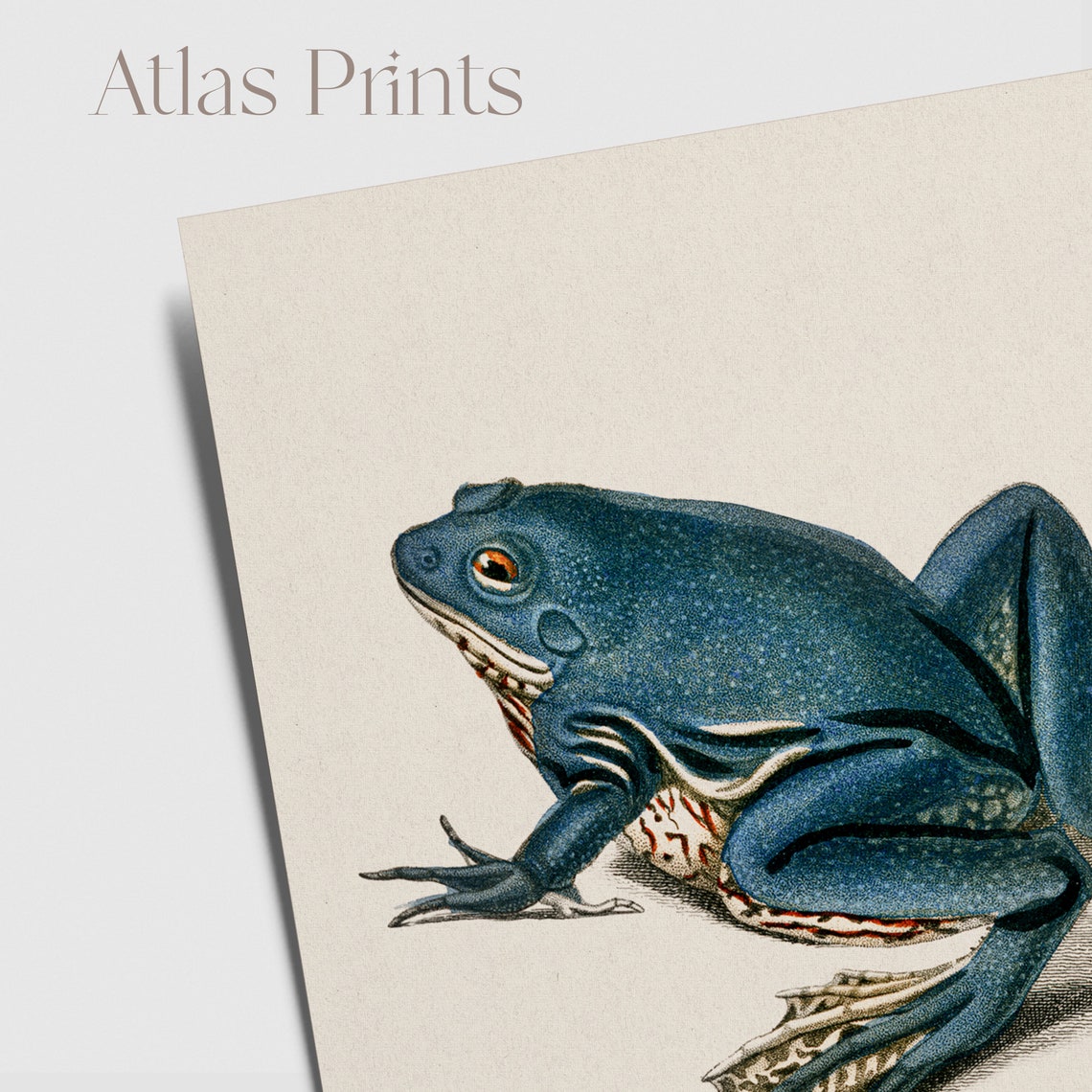 Vintage Blue Frog Natural History Illustration Antique Animal Poster - Image 2