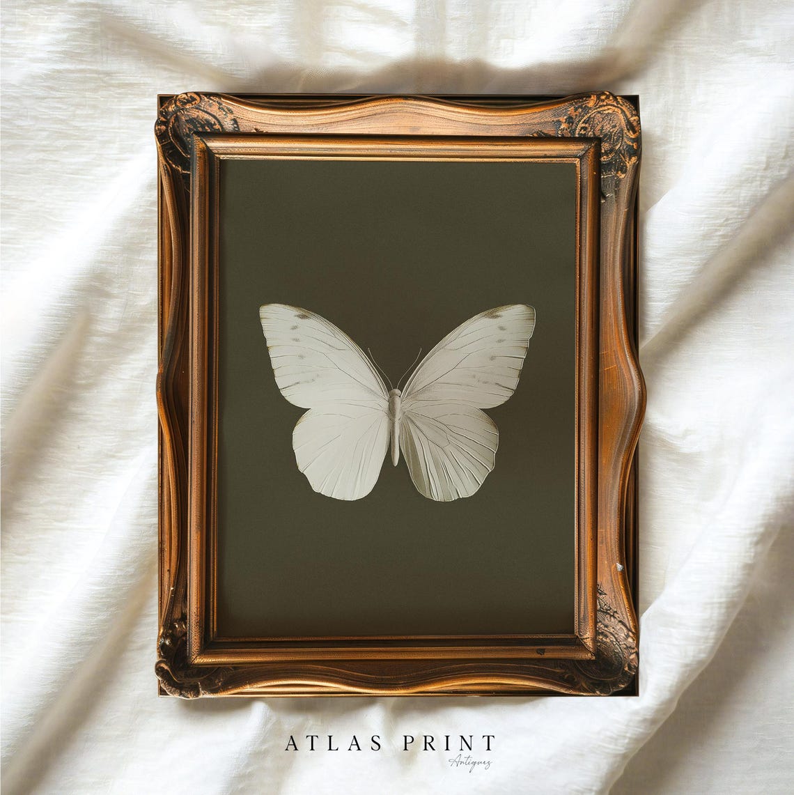 White Butterfly On Dark Background Vintage Specimen Study Poster