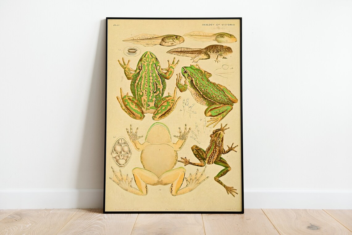 Vintage Zoology of Victoria Frogs Tadpoles Scientific Illustration Poster - Image 3