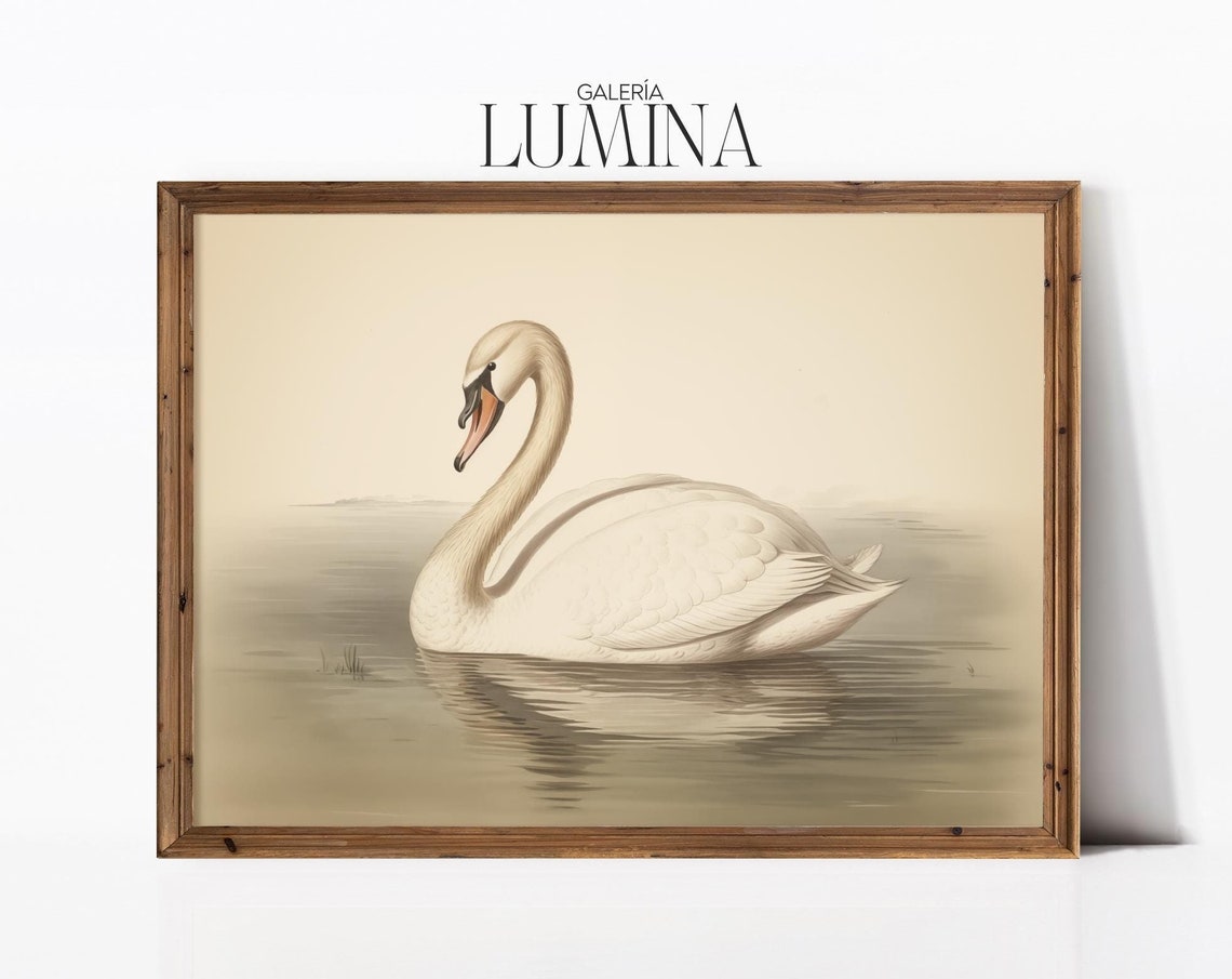 White Mute Swan On Calm Water Antique Naturalist Drawing Poster