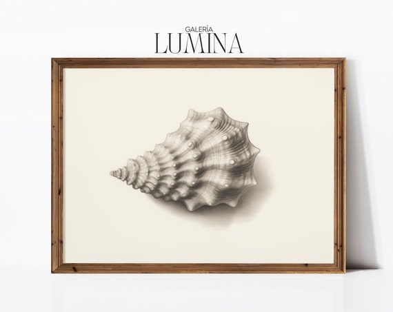 Small Shell Drawing Vintage Minimalist Shell Print Nautical Beach Seashell Artwork Coastal Home Decor Art Frame Tv Art 429