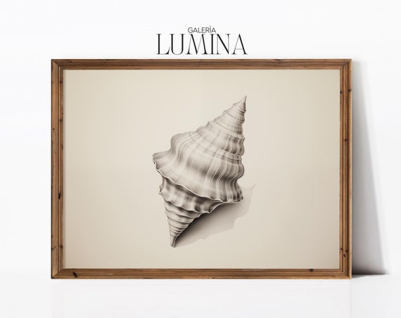 Conch Shell Pencil Drawing Vintage Minimalist Shell Print Beach Seashell Artwork Nautical Home Decor Art Frame Tv Art 430
