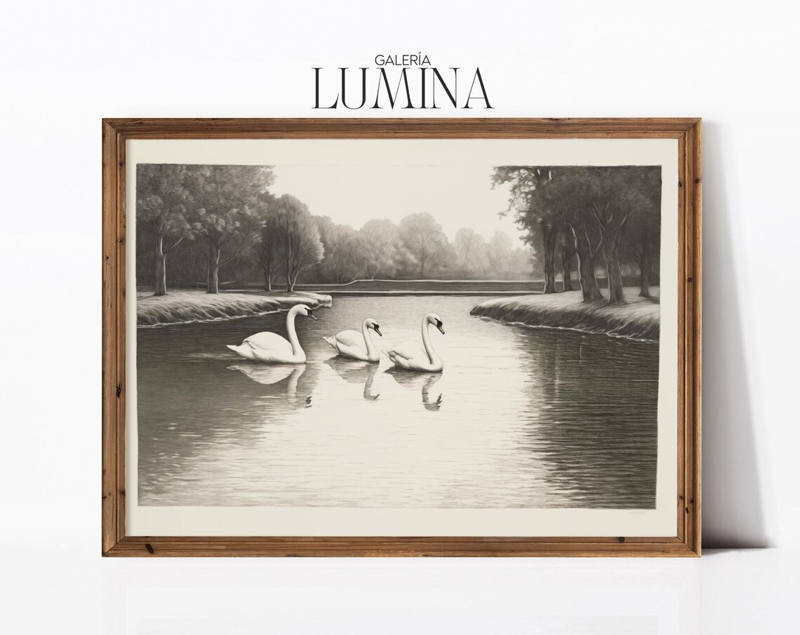 Three White Swans In Country Pond Vintage Etching Nature Poster
