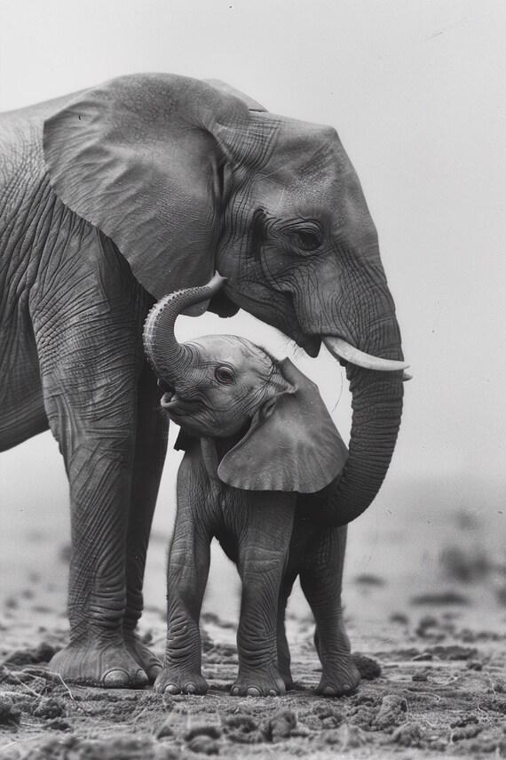 Elephant Mother and Calf Trunk Touch Black and White Art Poster