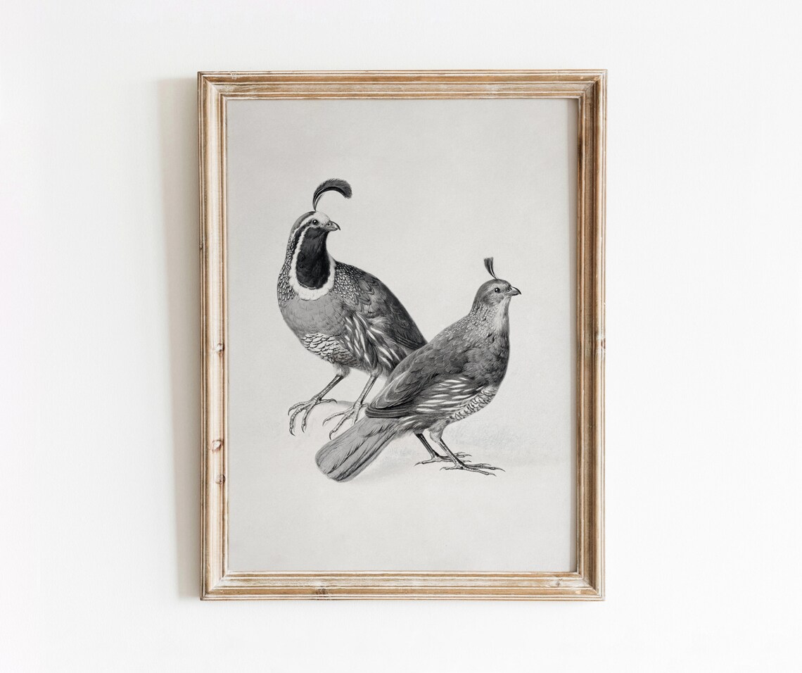 Gambels Quail Vintage Black And White Art Print