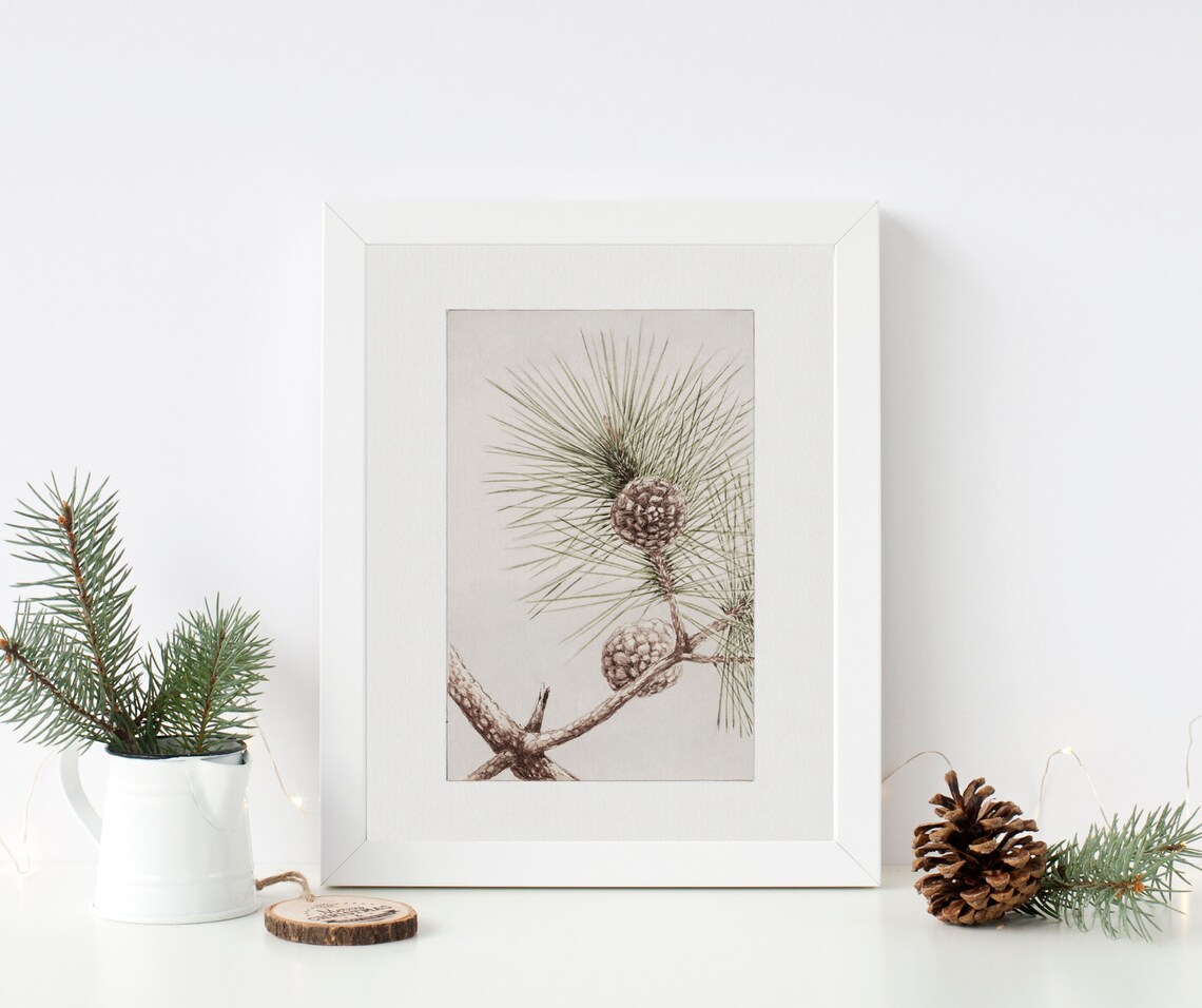 Matsu Pine Vintage Winter Botanical Art Print - Image 3
