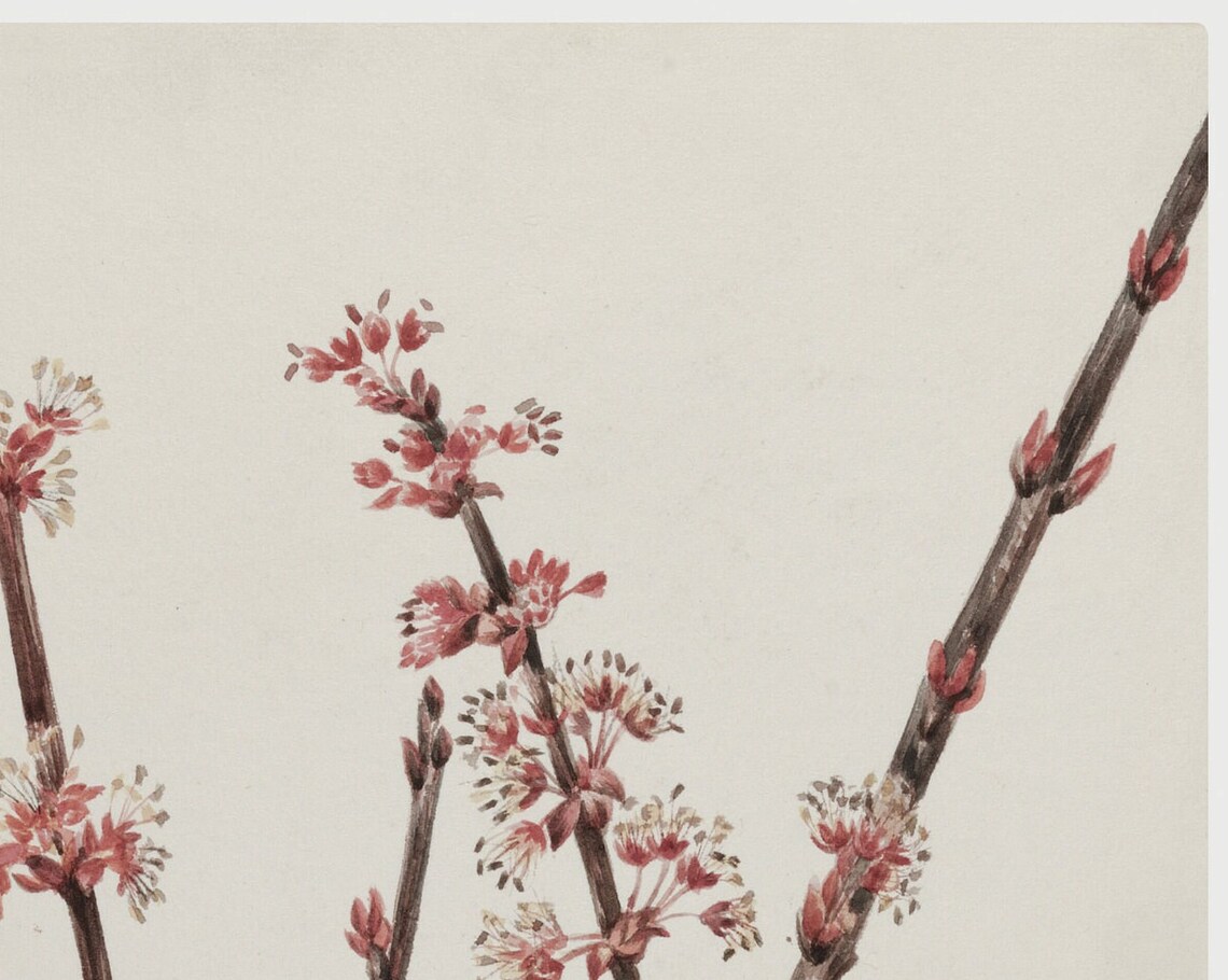 Red Maple Blossoms Vintage Botanical Art Print - Image 2