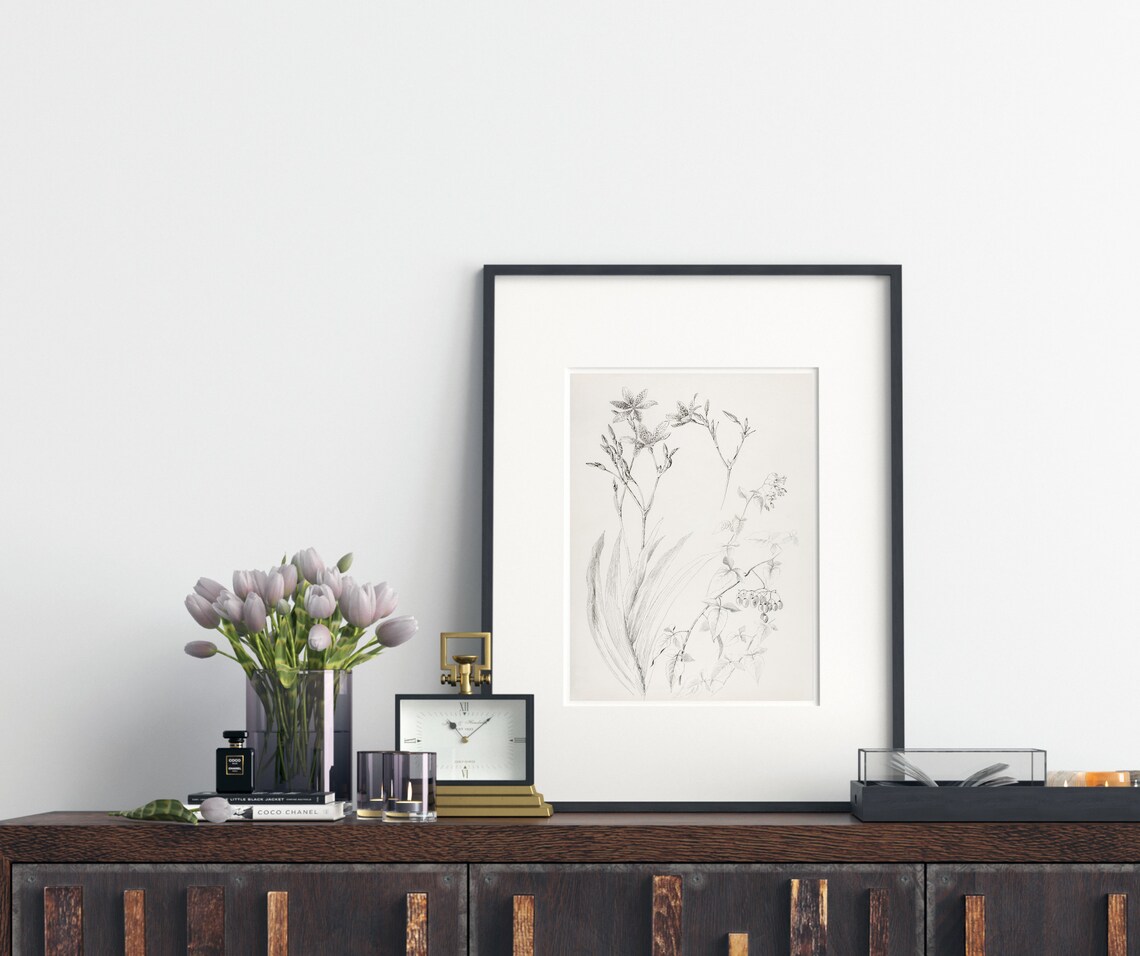 Botanical Study Vintage Black And White Art Print - Image 4