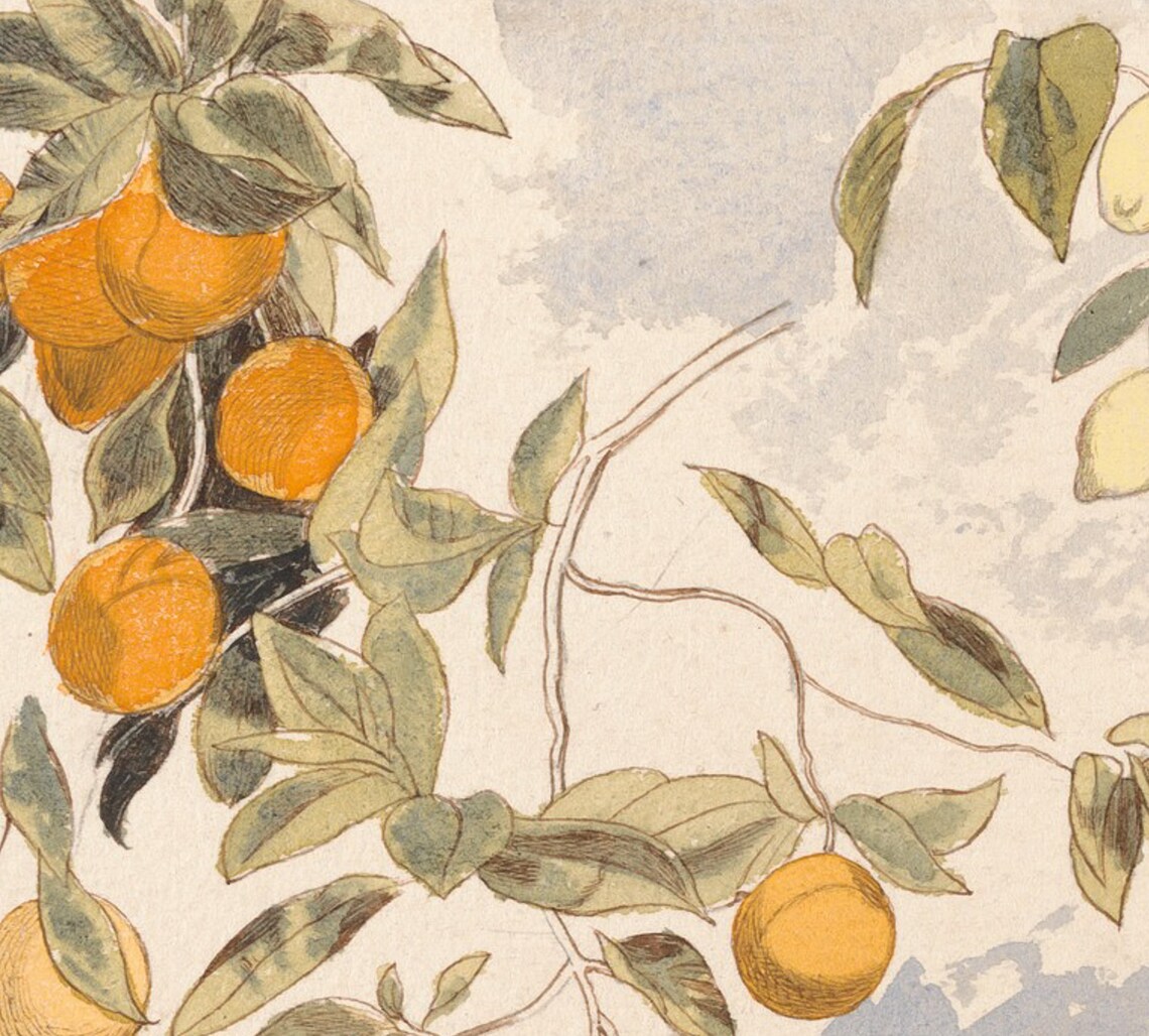 Oranges Lemons Still Life Vintage Fruit Tree Poster - Image 2
