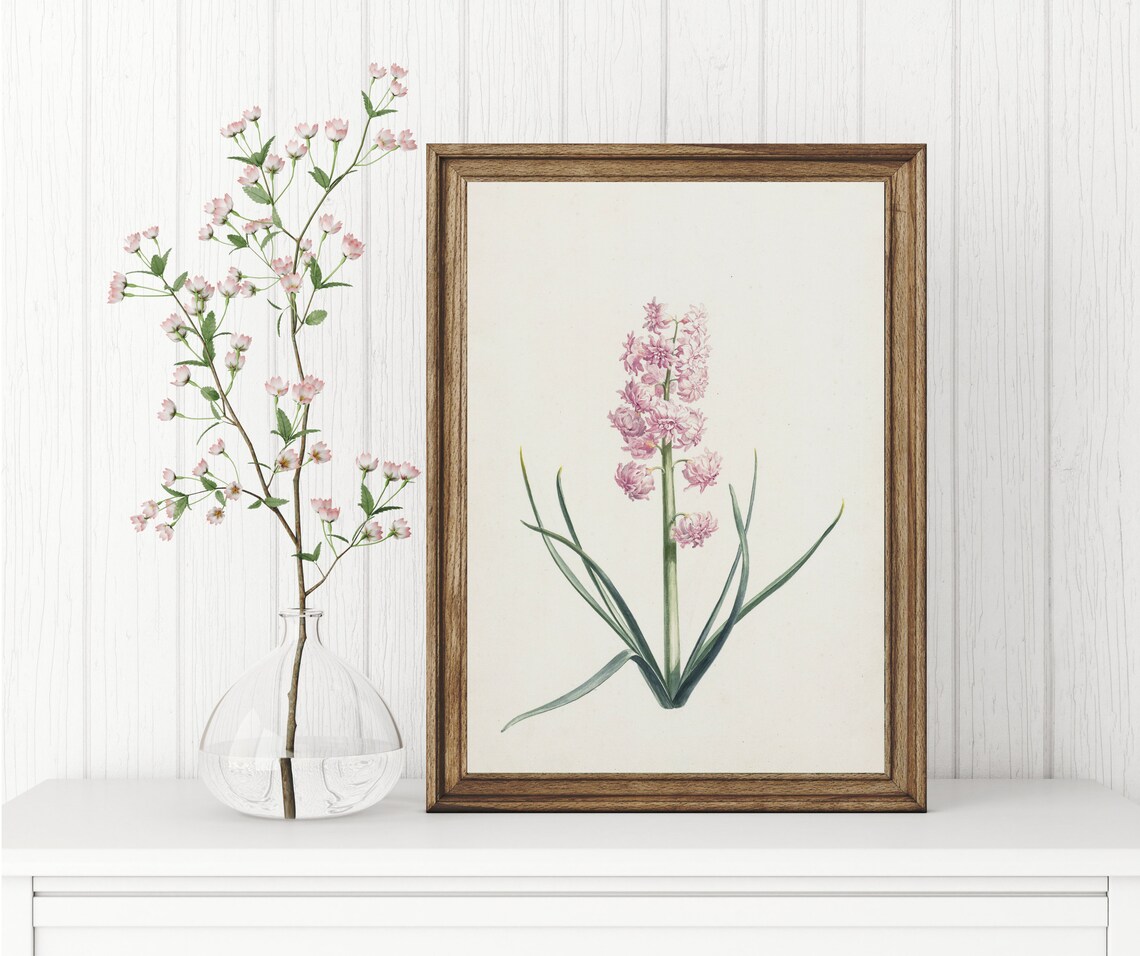 Pink Hyacinth Vintage Botanical Art Print - Image 3