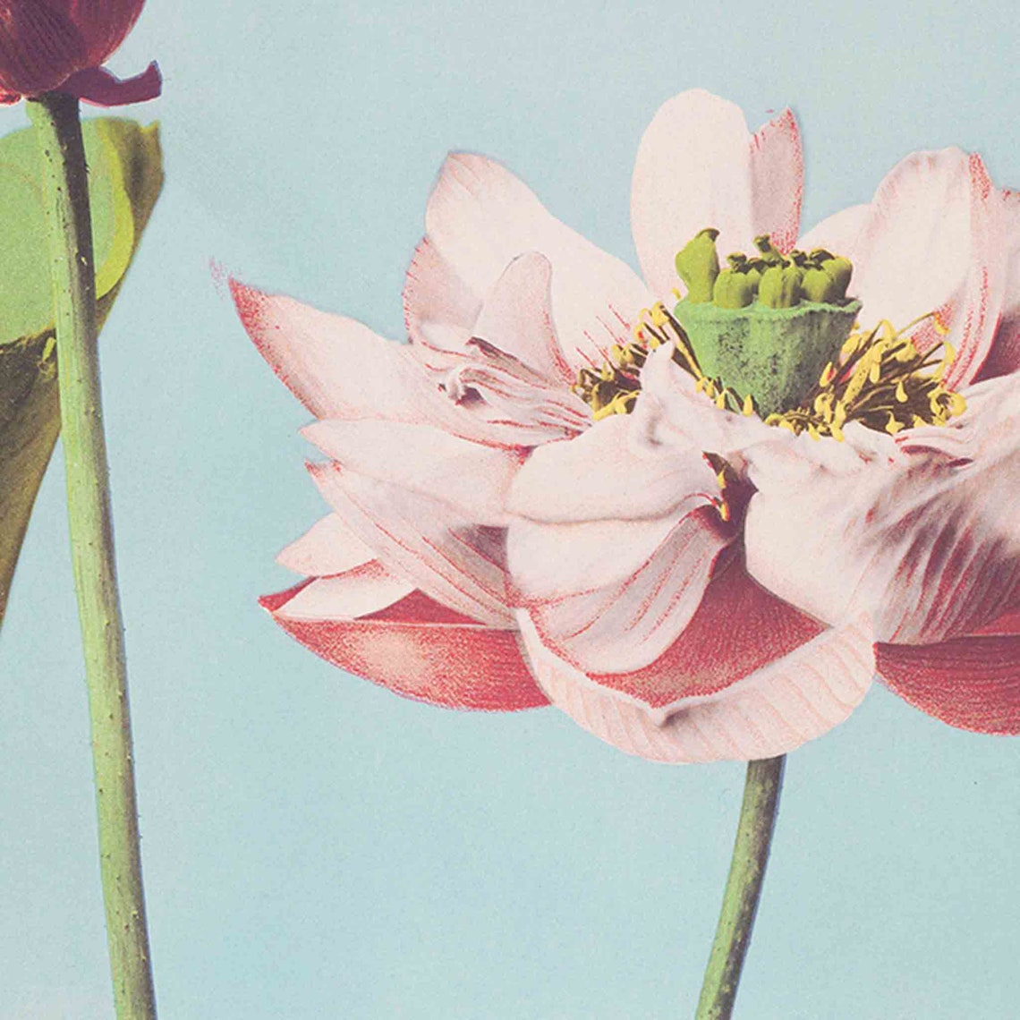 Galerie dArt Paris 1977 Exhibition Lotus Flower Botanical Art Poster - Image 2