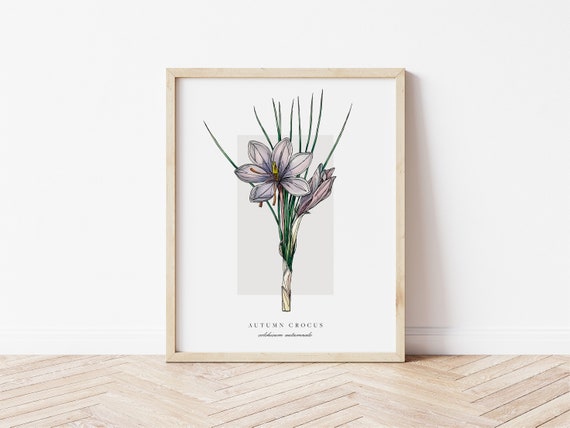 Autumn Crocus Botanical Outline, Vintage Watercolour Art Print