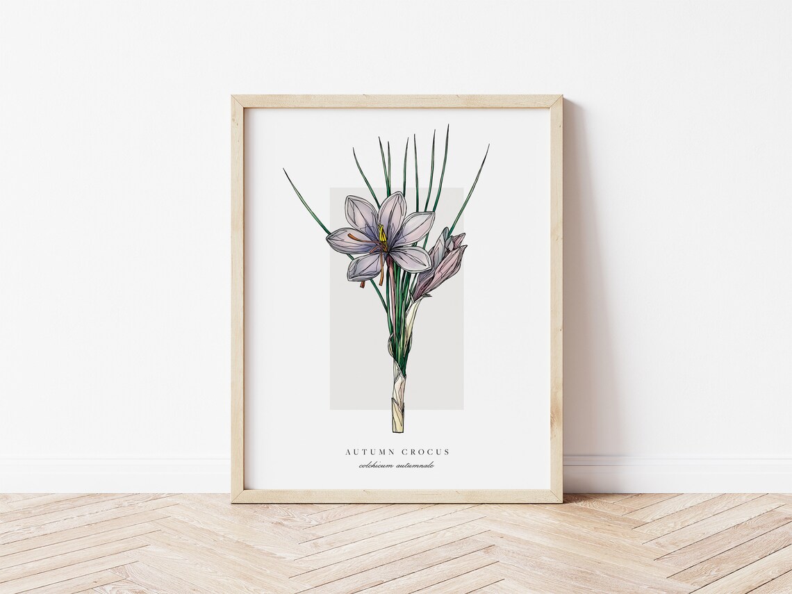 Autumn Crocus Botanical Outline, Vintage Watercolour Art Print