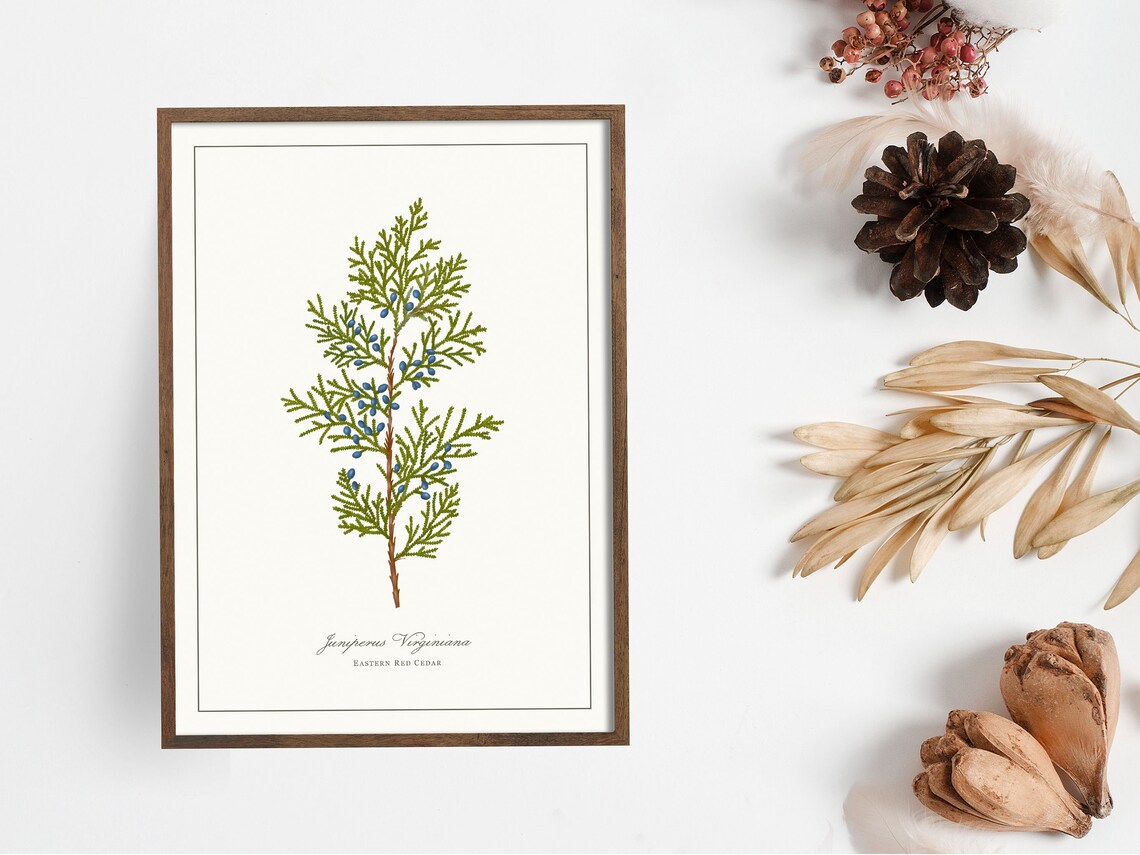 Eastern Red Cedar Botanical Illustration Art Print
