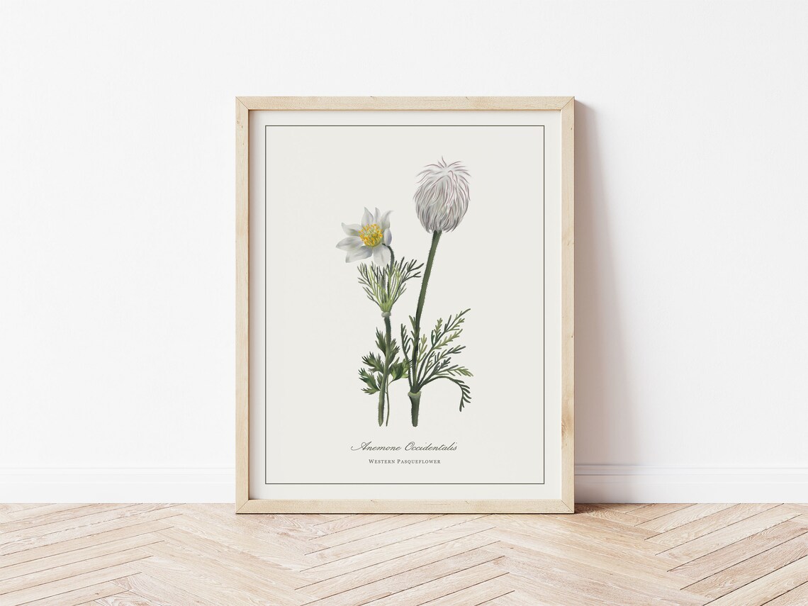 Western Pasqueflower Botanical Illustration Art Print