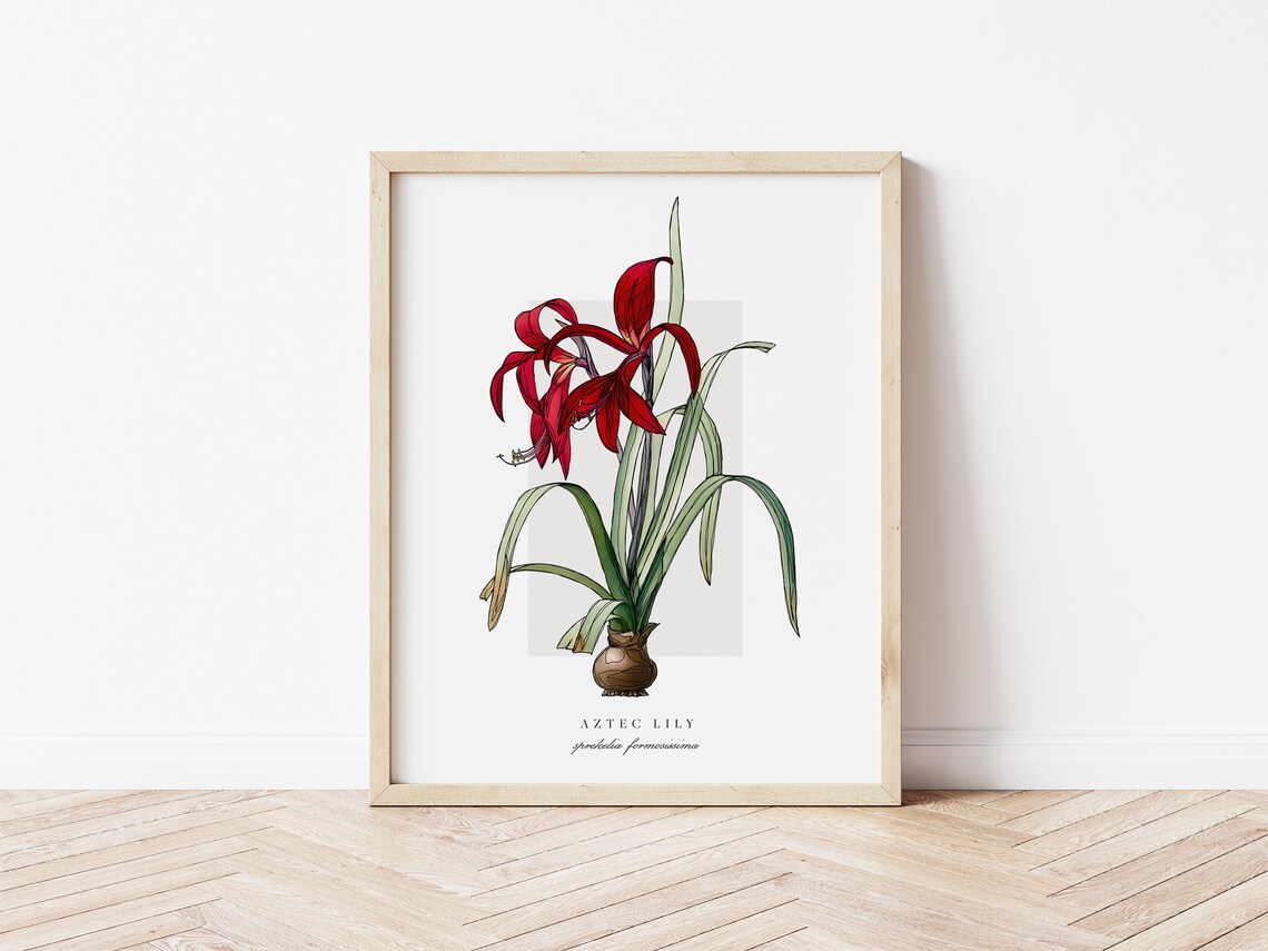 Aztec Lily Botanical Outline, Vintage Watercolour Print