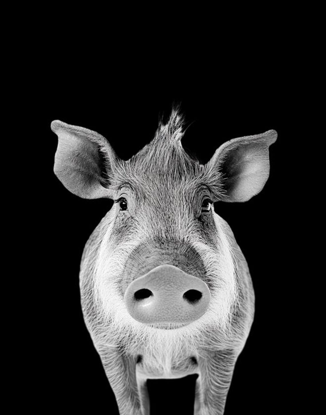 Black and White Warthog Portrait Bold Minimalist Wildlife Poster - Image 3