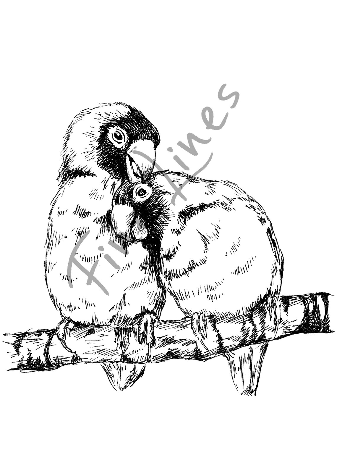 Lovebird Parrot Couple Ink Sketch Black White Tender Bird Print - Image 3