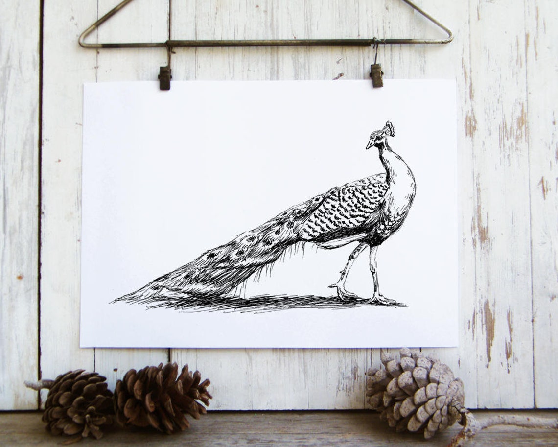 Peacock Ink Sketch Elegant Bird Line Art Black White Nature Poster - Image 3