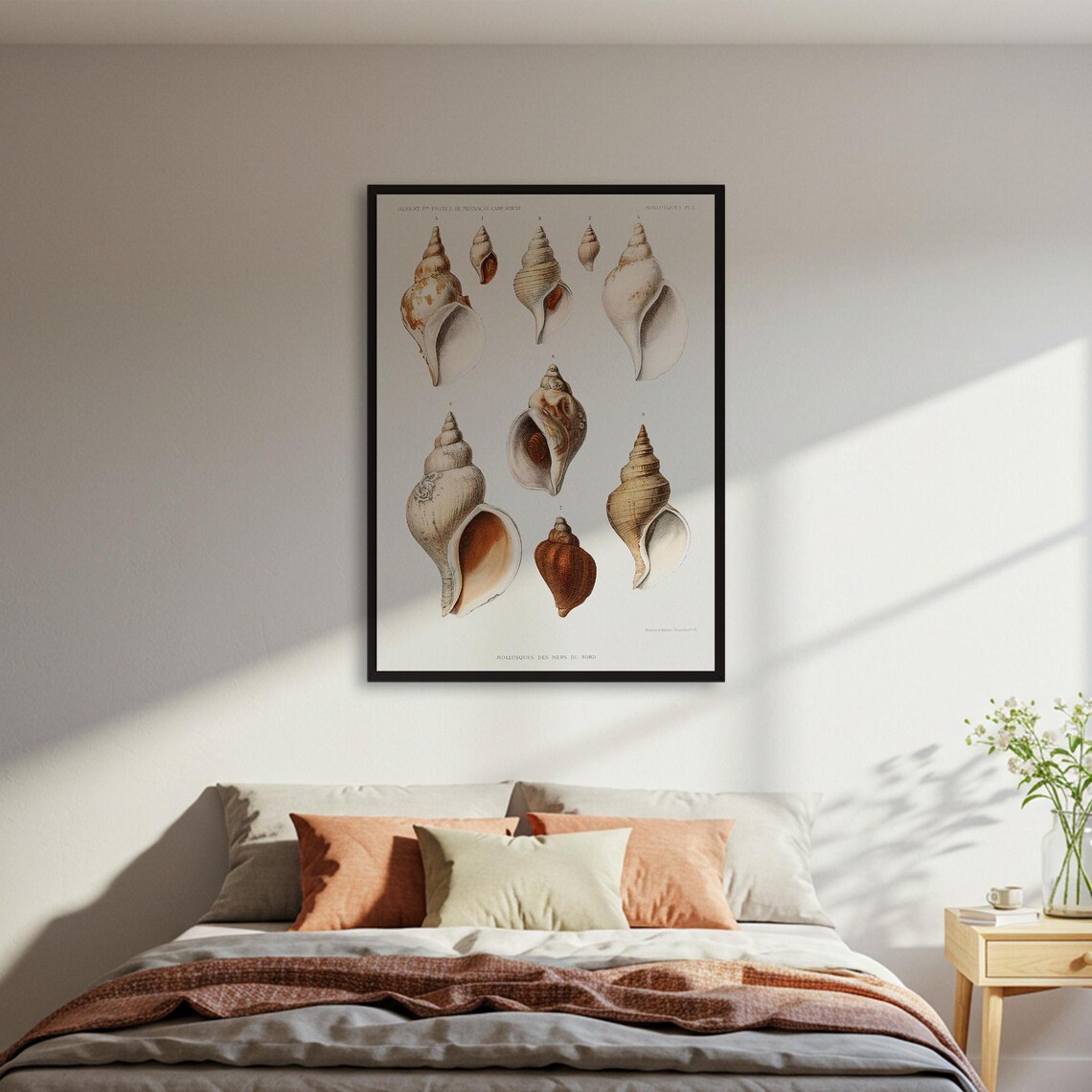 Vintage Scientific Illustration of Seashells Mollusk Study Poster