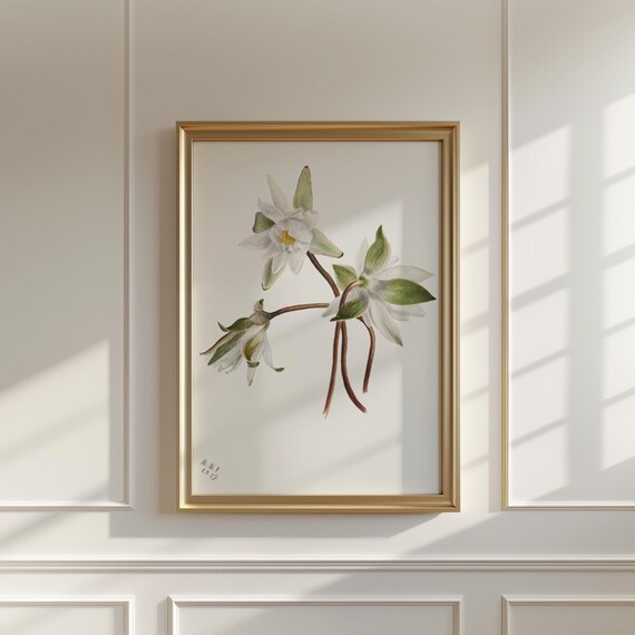 White Water Lily Vintage Botanical Illustration Flower Wall Art